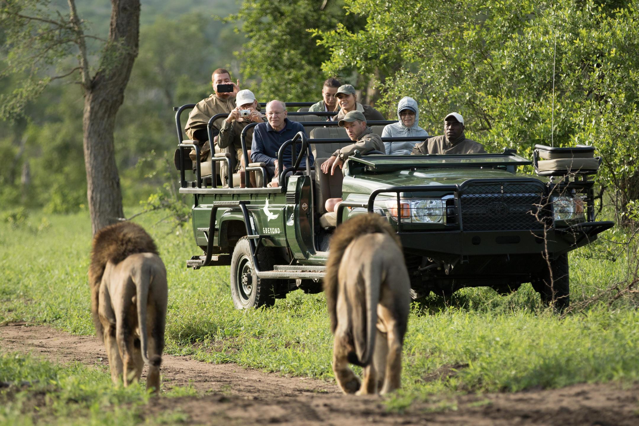 lions walking in front of a game view vehicle