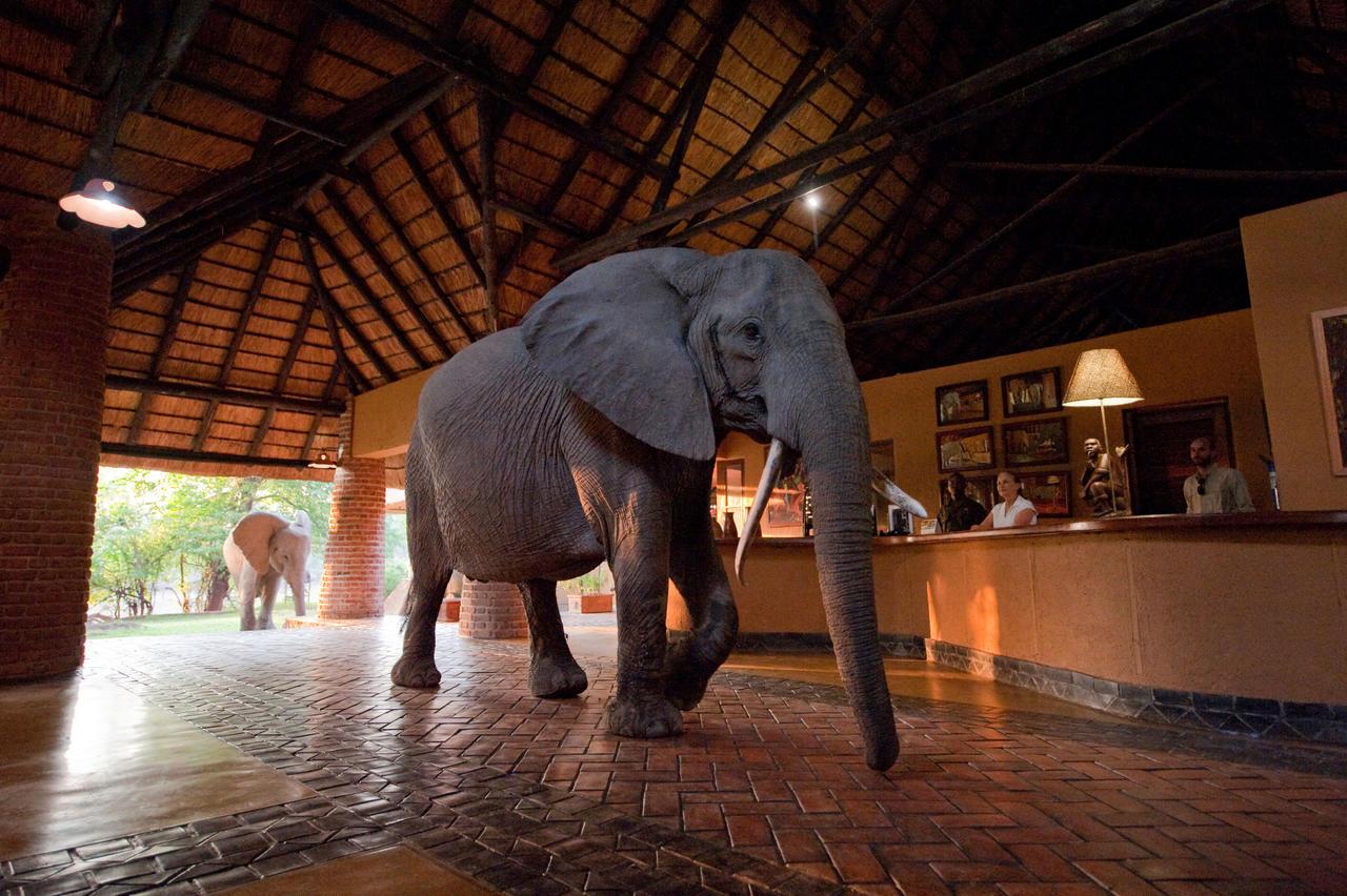 elephant in a lodge
