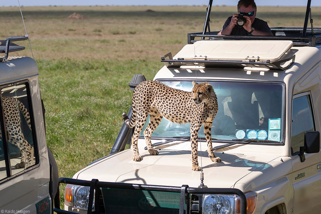 a cheetah standing on top of a safari game view vehicle while a guest takes photos
